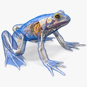 Frog Nervous System