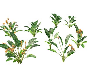 3D Strelitzia reginae - crane flower