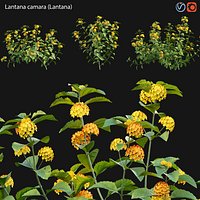 Lantana camara