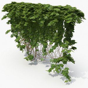 3D ivy plant nature