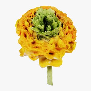 Close up Persian Buttercup Carden Crowfoot Ranunculus Asiaticus Remastered