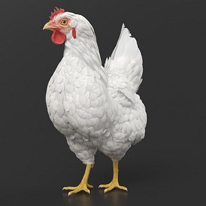 Chicken Look Around Animated Rigged for Maya 3D model