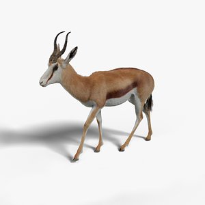 springbok rigging animation 3D model