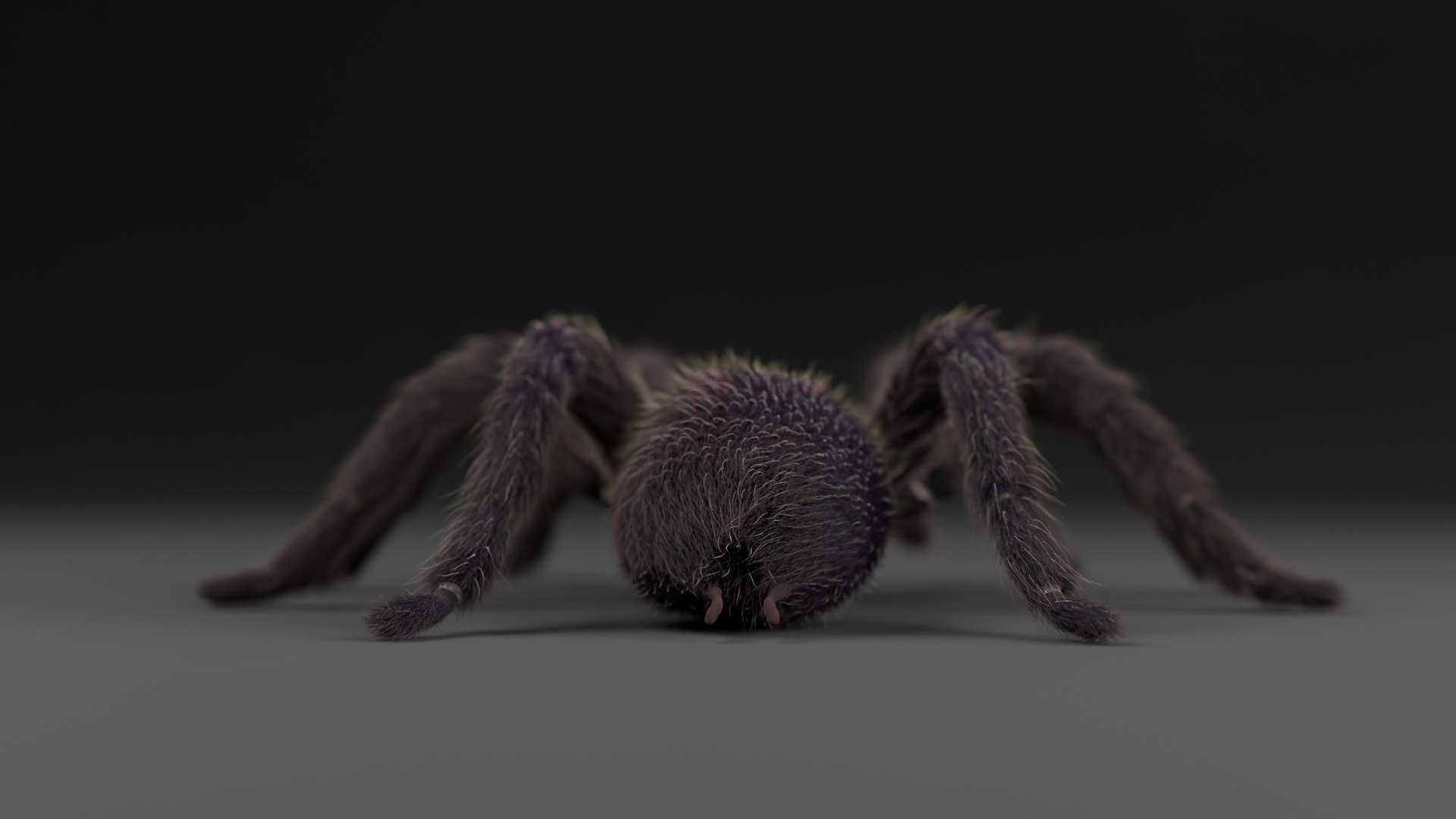 Tarantula 3D - TurboSquid 2352354
