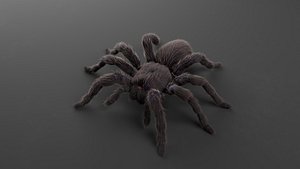 Tarantula