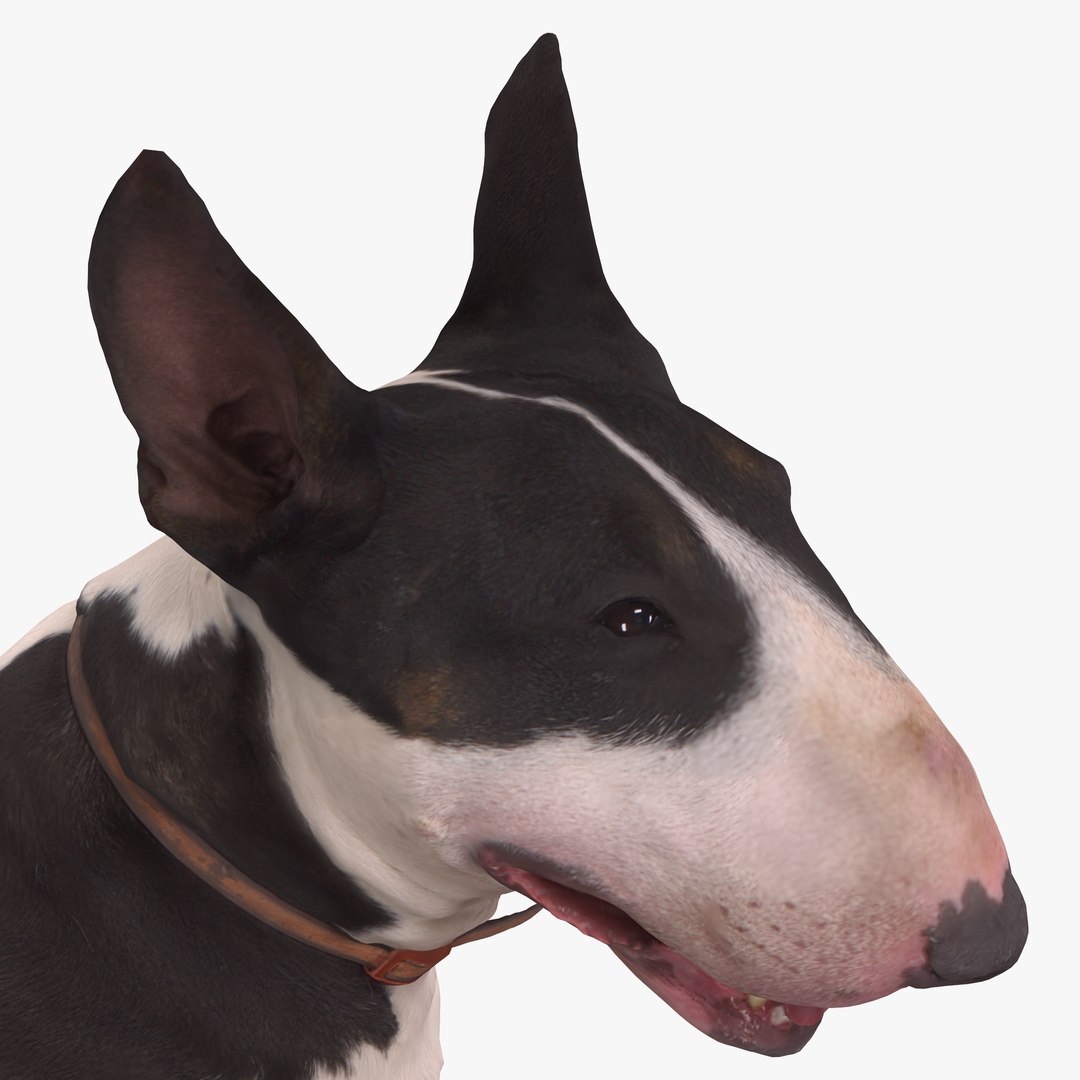 3D human animals dog model https://p.turbosquid.com/ts-thumb/SB/bbliM2/5Z3Y3zF1/400001/png/1548008791/1920x1080/fit_q87/2cabffcbd23600ee5d1f8c32cf021722f19f14d5/400001.jpg