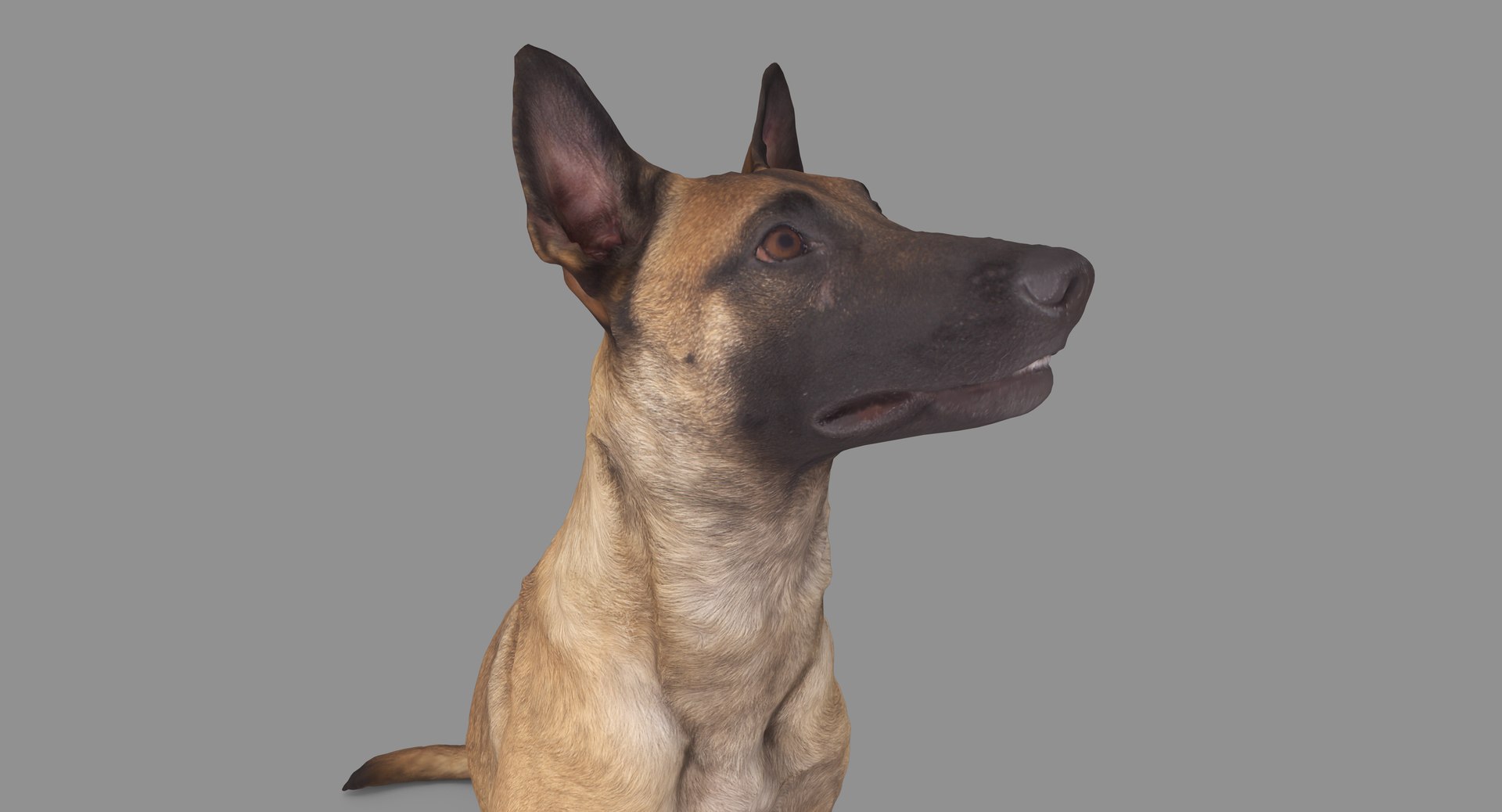 3D human animals dog model https://p.turbosquid.com/ts-thumb/SB/bbliM2/60FHoIRw/100006/png/1548008806/1920x1080/fit_q87/2680f7cccfbf1b21a03831fd972efa01eedbcfe3/100006.jpg