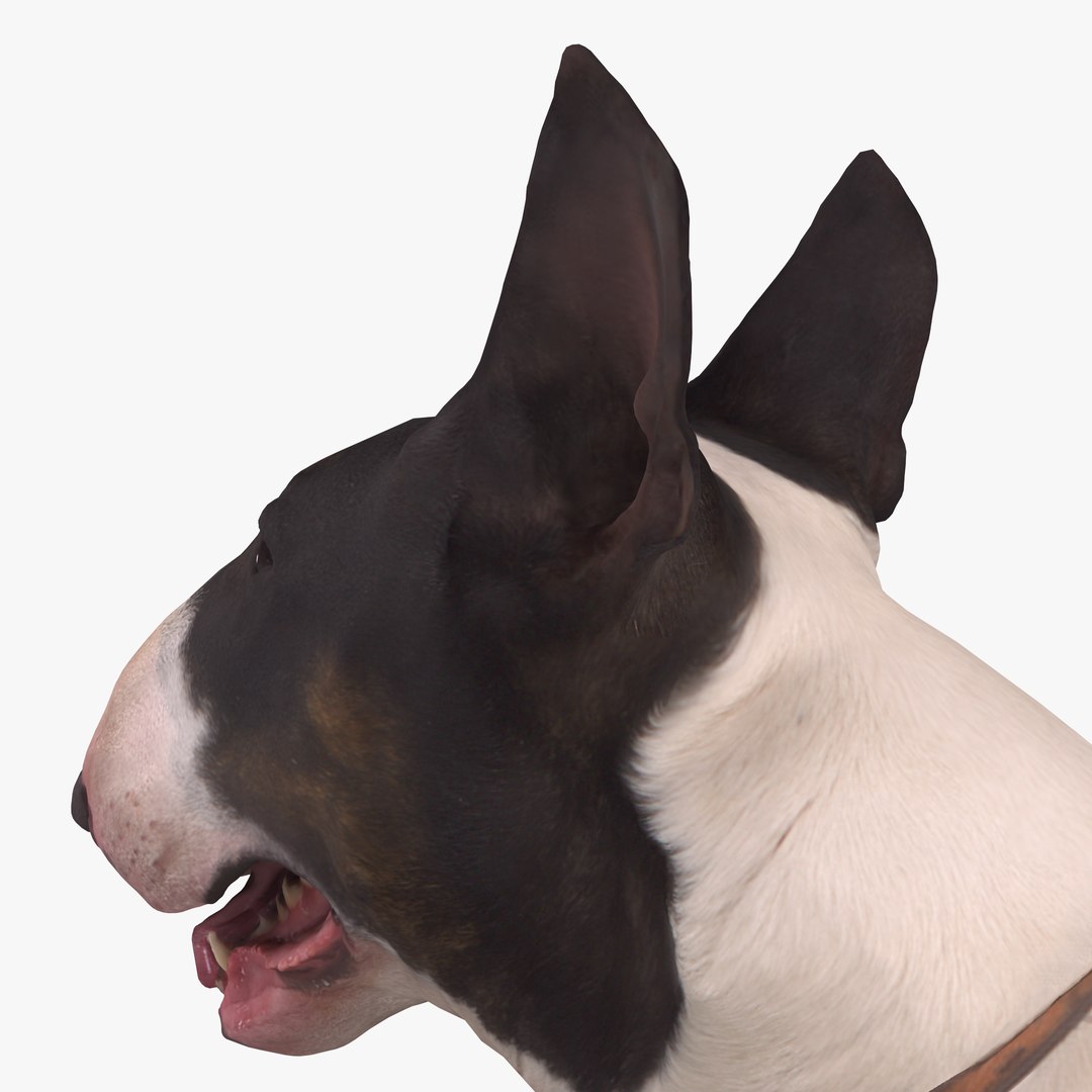 3D human animals dog model https://p.turbosquid.com/ts-thumb/SB/bbliM2/6bbmq5Qt/400003/png/1548008791/1920x1080/fit_q87/20b2ad028b495b8a64e0948ec341cfd04b92ff94/400003.jpg