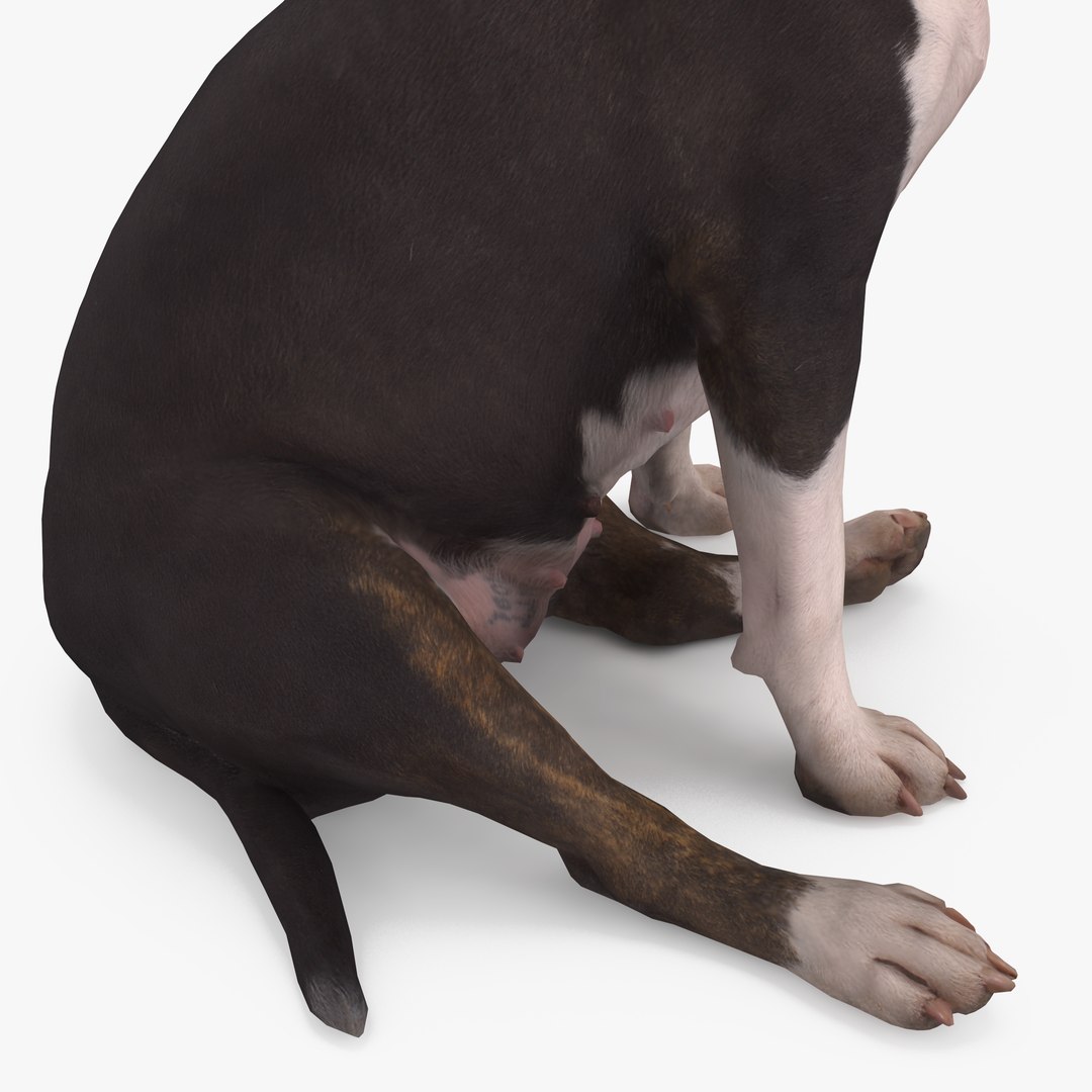 3D human animals dog model https://p.turbosquid.com/ts-thumb/SB/bbliM2/ESfpD4zE/400005/png/1548008791/1920x1080/fit_q87/69da522f307e7e32b1159cdc8804517b2bf8fcef/400005.jpg