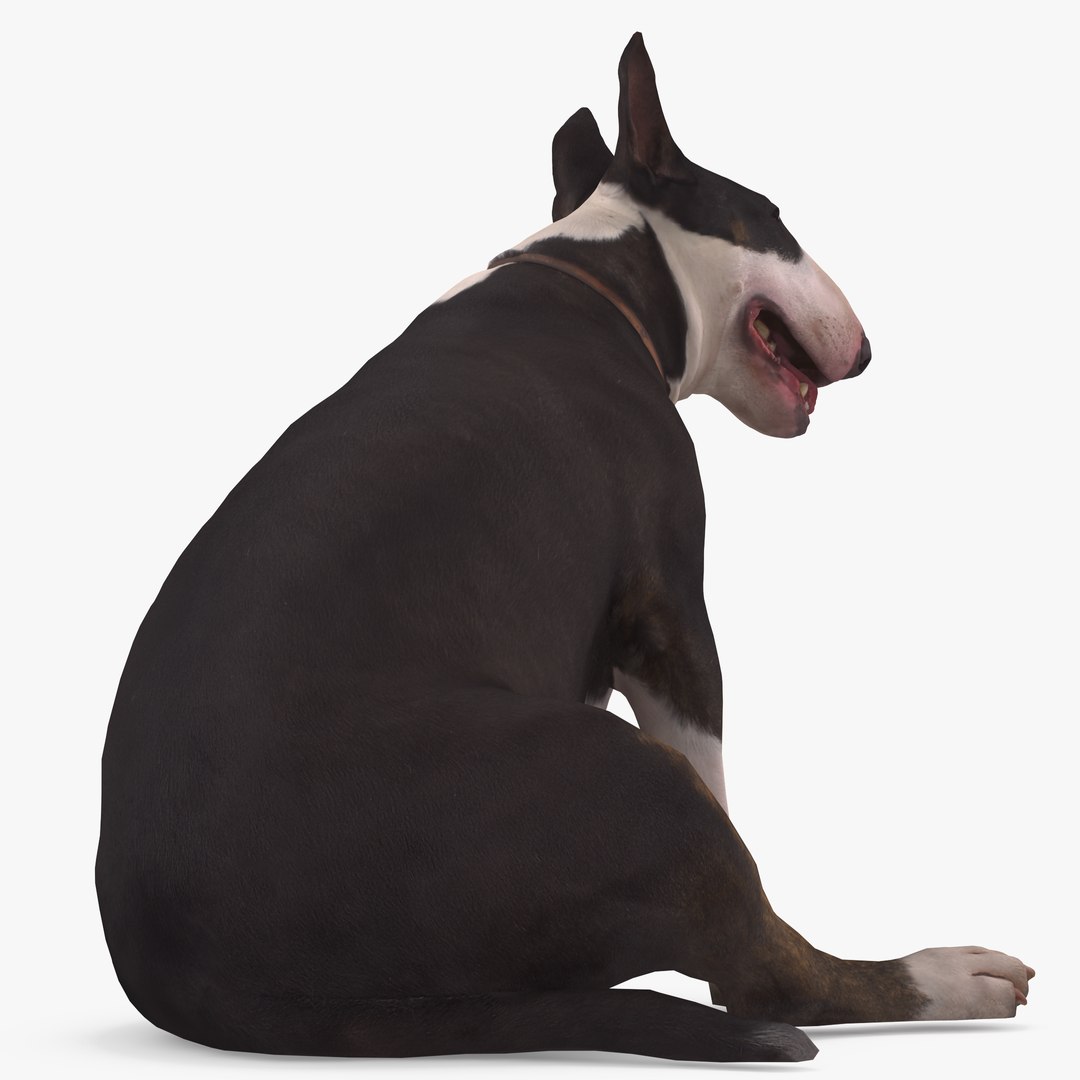 3D human animals dog model https://p.turbosquid.com/ts-thumb/SB/bbliM2/J8erAU8H/400007/png/1548008791/1920x1080/fit_q87/297df285f1d68df05421382e413192bb1a56362d/400007.jpg
