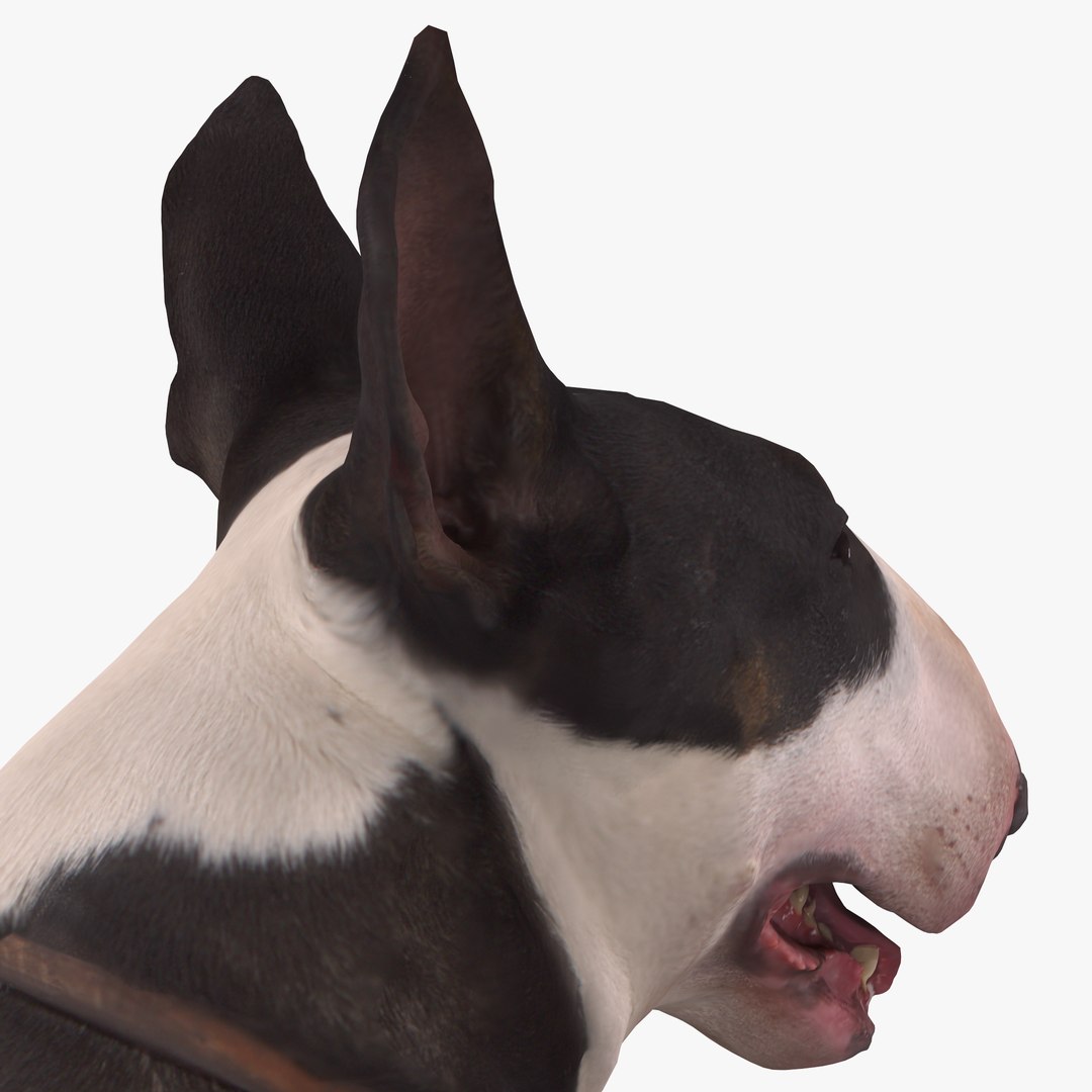3D human animals dog model https://p.turbosquid.com/ts-thumb/SB/bbliM2/K4EQRuq7/400004/png/1548008791/1920x1080/fit_q87/418ea74f6710c788ac50b86b96fc01f05598b819/400004.jpg