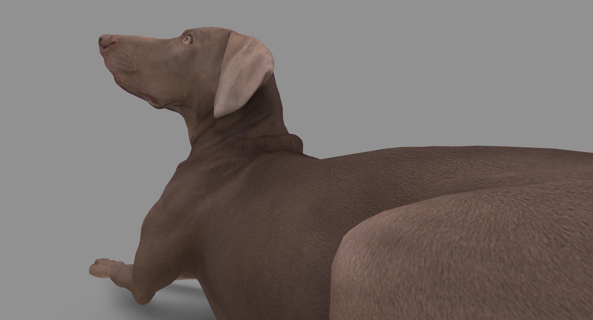 3D human animals dog model https://p.turbosquid.com/ts-thumb/SB/bbliM2/RShz1Exq/100010/png/1548009140/1920x1080/fit_q87/44b81d17a559dc5a88f3308ec85c285692a5536e/100010.jpg