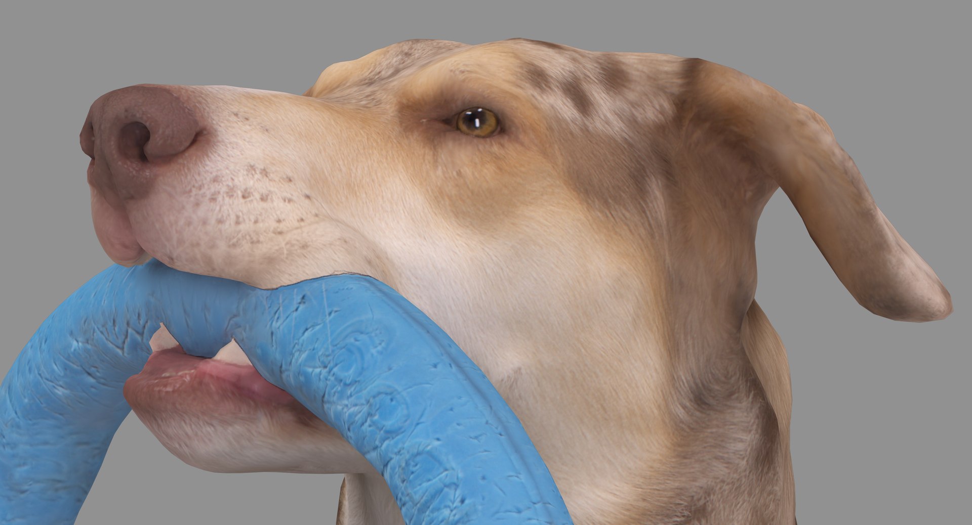 3D human animals dog model https://p.turbosquid.com/ts-thumb/SB/bbliM2/S1UZpi86/100000/png/1548008533/1920x1080/fit_q87/071a2a696c821483dc9ffa785893729a9cace92b/100000.jpg