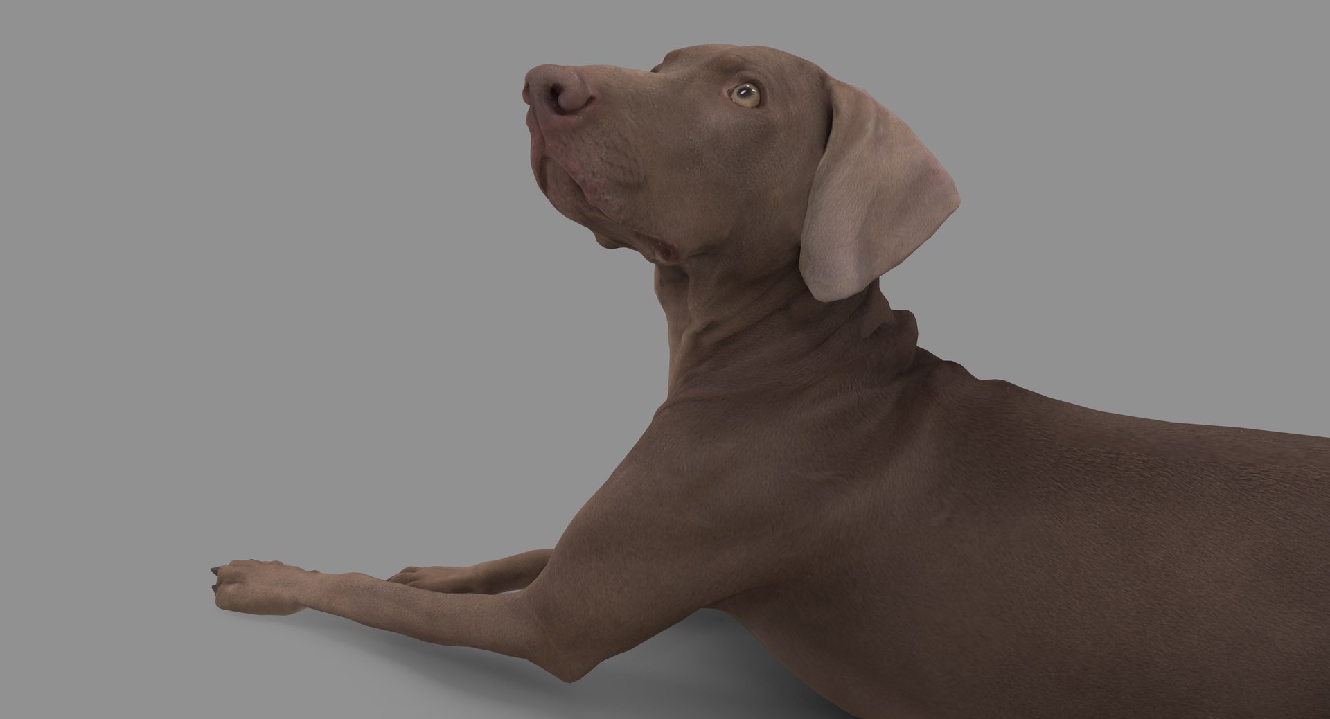 3D human animals dog model https://p.turbosquid.com/ts-thumb/SB/bbliM2/TjAtgjj6/100000/png/1548009139/1920x1080/fit_q87/4be2bfc995edc4883a81a1ce4ccb1df9b126efaa/100000.jpg