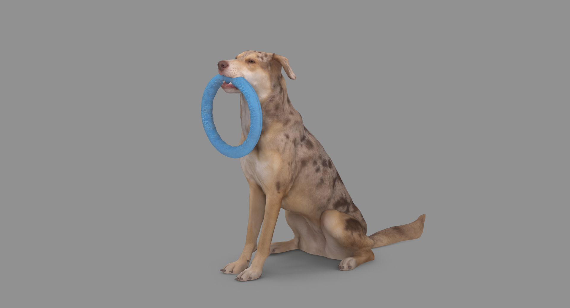 3D human animals dog model https://p.turbosquid.com/ts-thumb/SB/bbliM2/Y83GWHpb/100000/png/1548008527/1920x1080/turn_fit_q99/50719643c859385303b030fee6fb1e09924e3cbe/100000-1.jpg