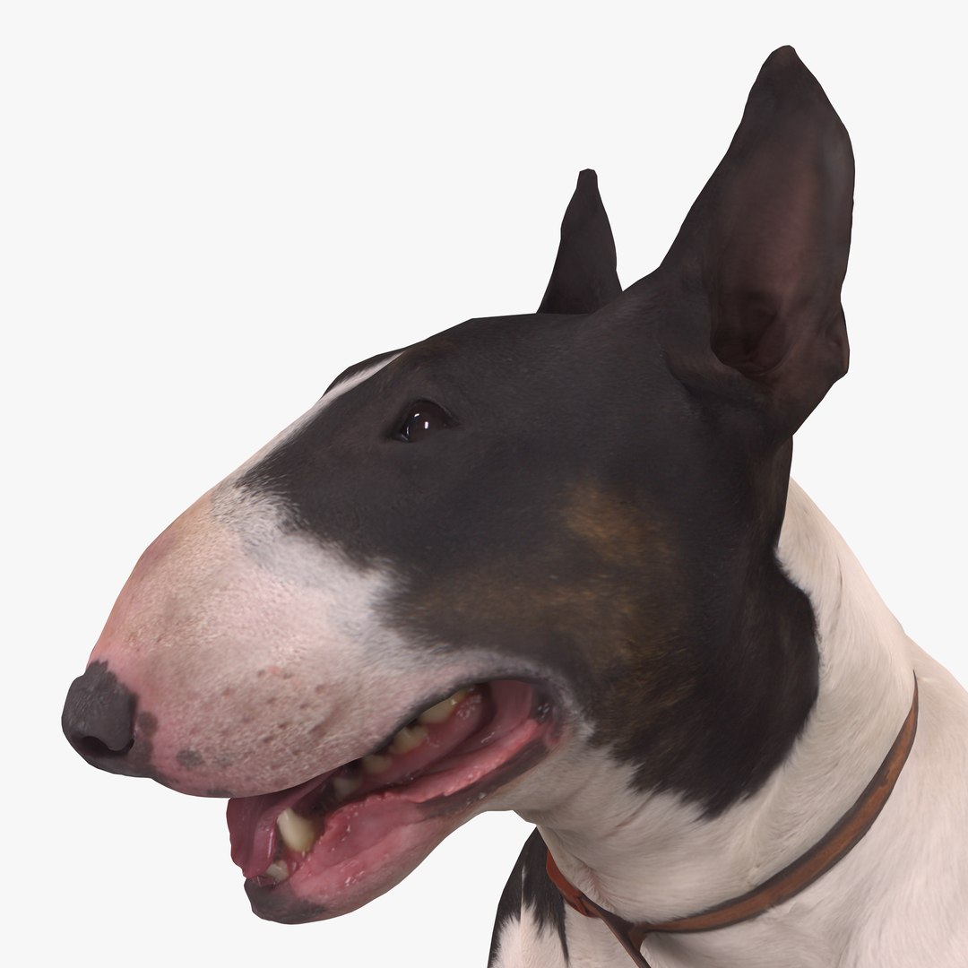 3D human animals dog model https://p.turbosquid.com/ts-thumb/SB/bbliM2/xUFSRMKd/400000/png/1548008791/1920x1080/fit_q87/674d3a0b0e0504fb3b7c5e513a53fcc773d08b57/400000.jpg
