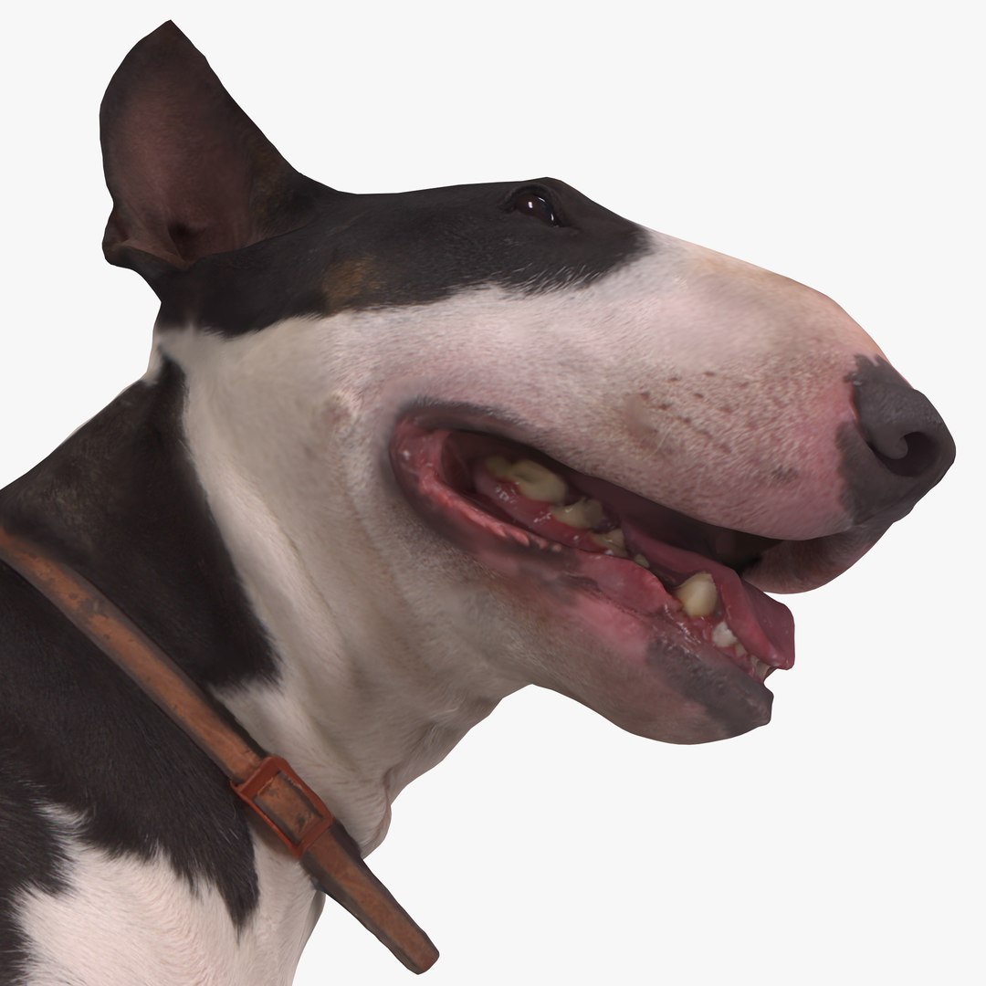3D human animals dog model https://p.turbosquid.com/ts-thumb/SB/bbliM2/xlpqvc3Z/400002/png/1548008791/1920x1080/fit_q87/ab6f967a684c4cfa43899e83ba18bc61ccbdf31a/400002.jpg