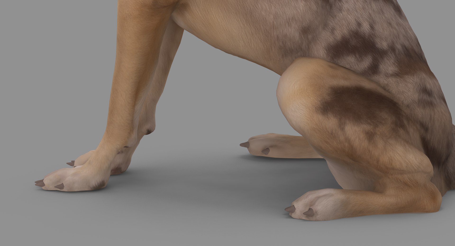 3D human animals dog model https://p.turbosquid.com/ts-thumb/SB/bbliM2/zplTONWn/100039/png/1548008534/1920x1080/fit_q87/cec89d8152a05c79da18f1dedef592d2c894db14/100039.jpg
