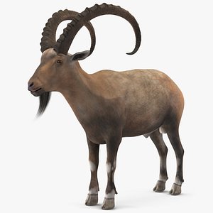 Alpine Ibex 3D