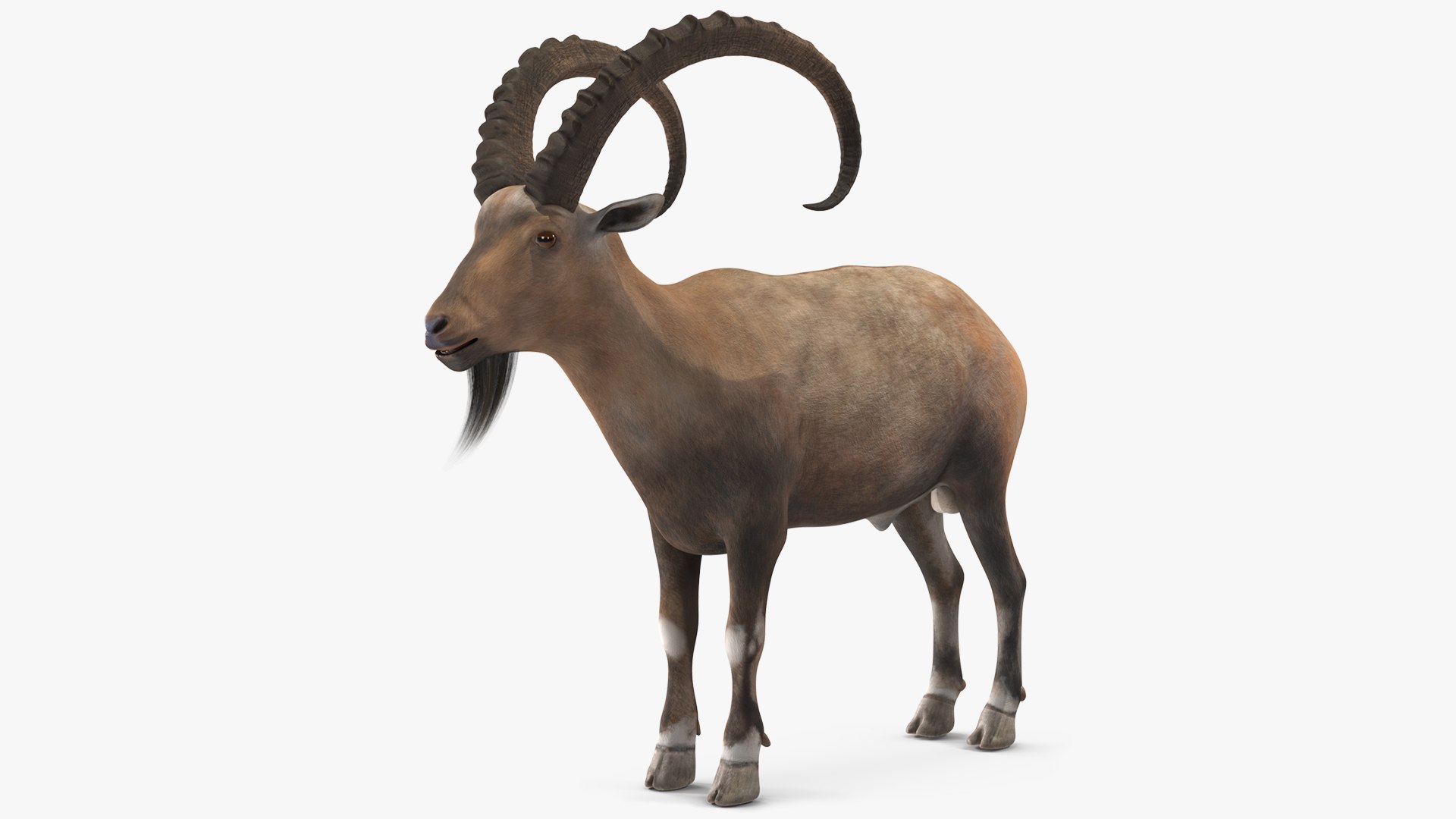 Alpine Ibex 3D model preview