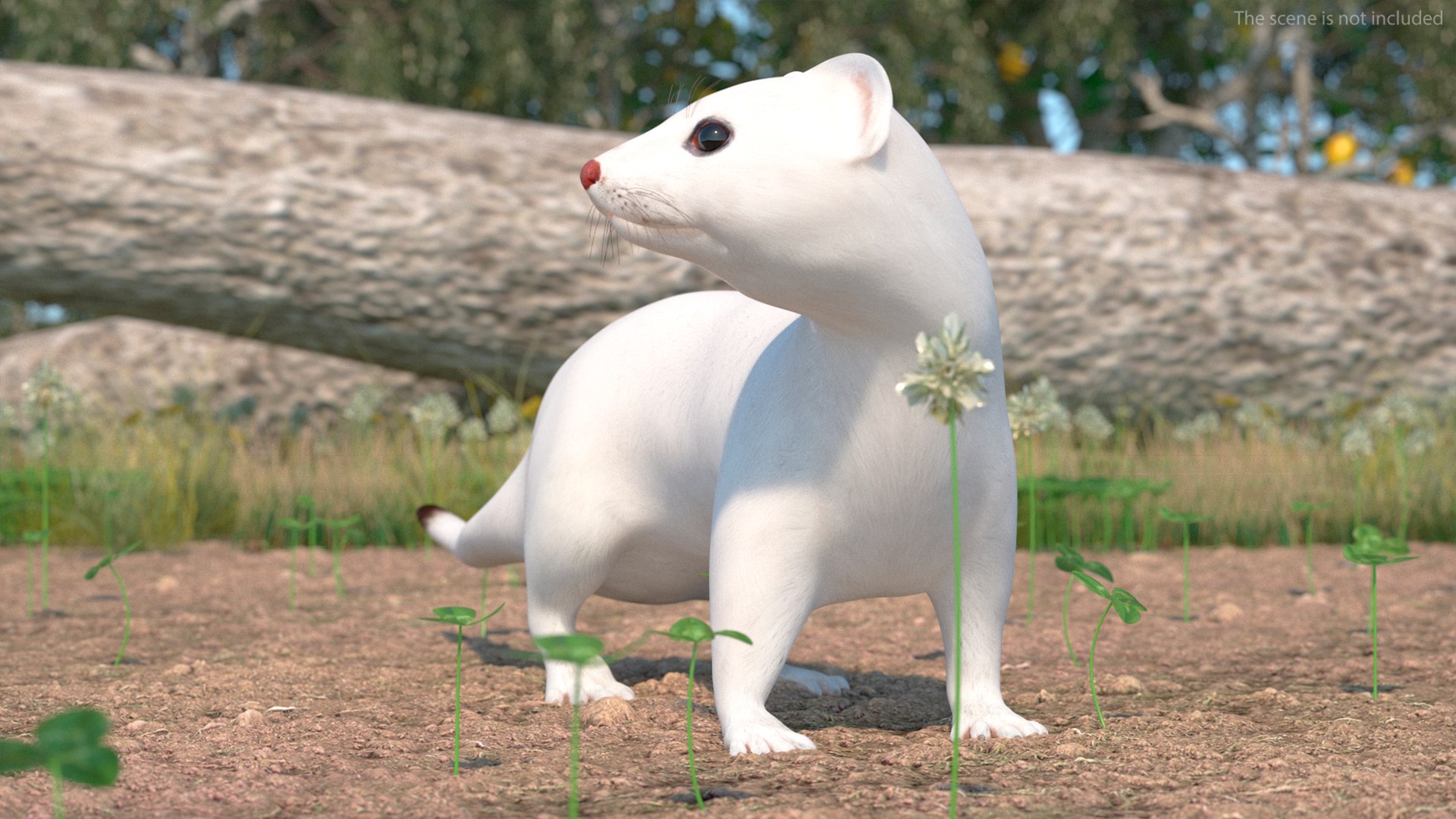 3D Ermine Mammal White Rigged for Maya https://p.turbosquid.com/ts-thumb/SB/tMXpKz/BD/erminemammalwhiteriggedformaya3dmodel004/jpg/1721243519/1920x1080/fit_q87/103b111e7053f1f1569db68e97b685a9a246f9a2/erminemammalwhiteriggedformaya3dmodel004.jpg