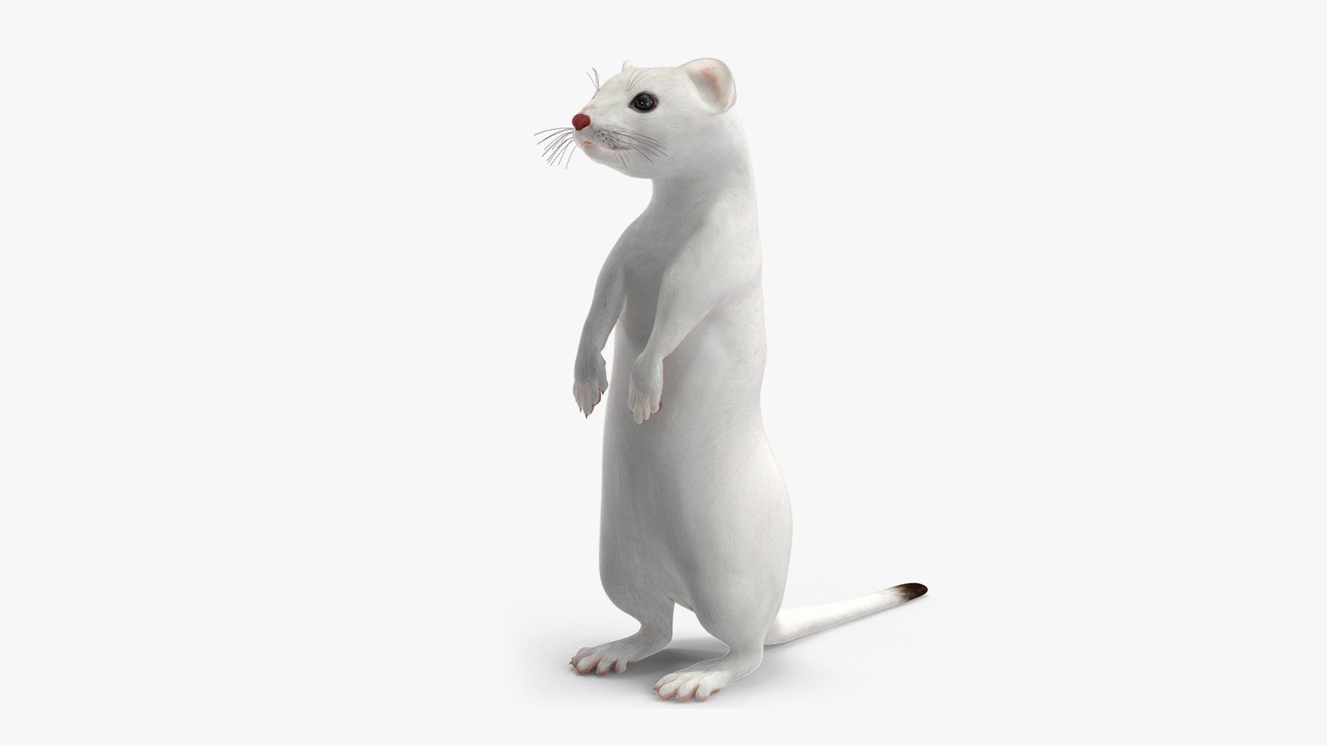 3D Ermine Mammal White Rigged for Maya https://p.turbosquid.com/ts-thumb/SB/tMXpKz/BM/ermine_mammal_white_rigged_for_maya_1002/jpg/1721387239/1920x1080/fit_q87/796b5ae9dbdaf805af1f22e9fade2a341f3ef485/ermine_mammal_white_rigged_for_maya_1002.jpg