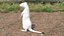 Ermine Mammal White Rigged for Maya