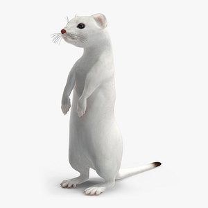 Ermine Mammal White Rigged for Maya
