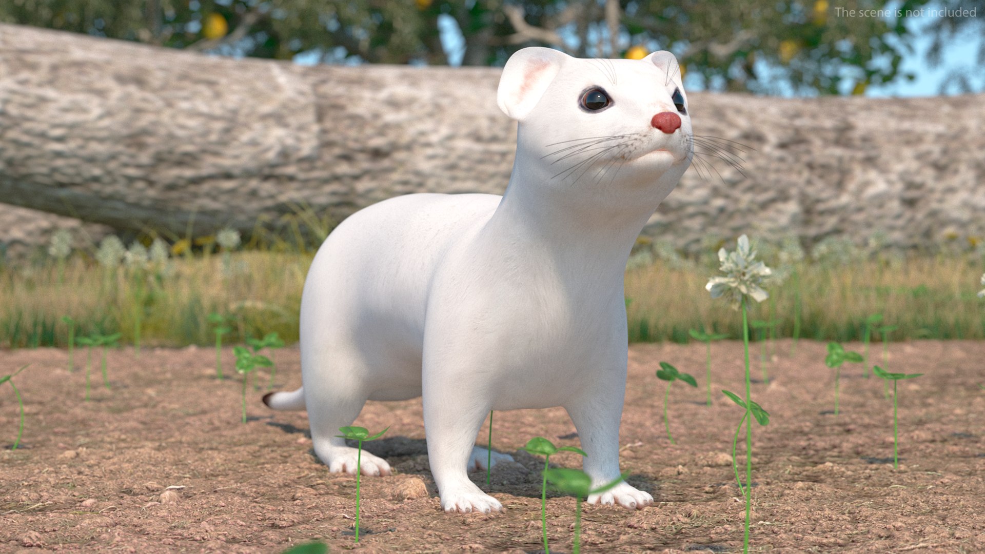 3D Ermine Mammal White Rigged for Maya https://p.turbosquid.com/ts-thumb/SB/tMXpKz/oM/erminemammalwhiteriggedformaya3dmodel003/jpg/1721243507/1920x1080/fit_q87/5f07845d654eac8ceb519bf3e4a6770d46b42a9c/erminemammalwhiteriggedformaya3dmodel003.jpg