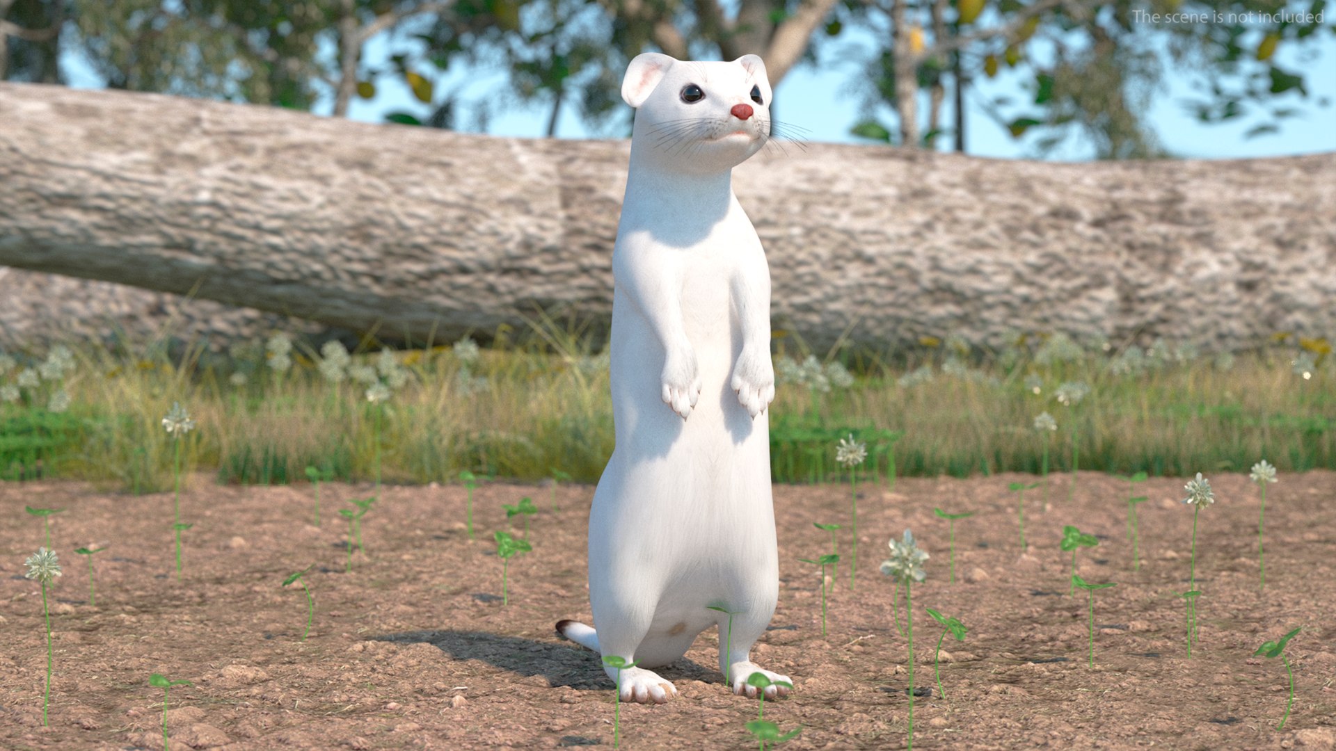3D Ermine Mammal White Rigged for Maya https://p.turbosquid.com/ts-thumb/SB/tMXpKz/yK/erminemammalwhiteriggedformaya3dmodel005/jpg/1721243540/1920x1080/fit_q87/0e390a3f06e33bfc717249166c0b9c5523b9f9e5/erminemammalwhiteriggedformaya3dmodel005.jpg