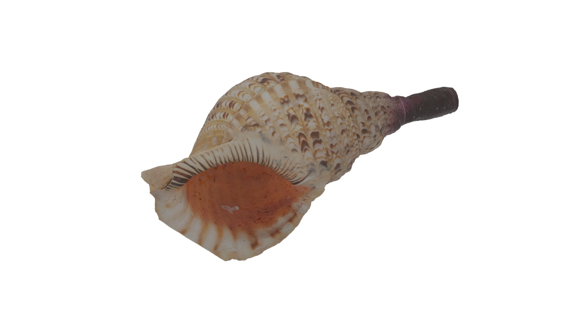 3D Trumpet Shell Model - TurboSquid 2152527