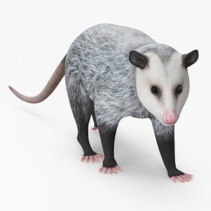 Opossum Rigged for Maya 3D