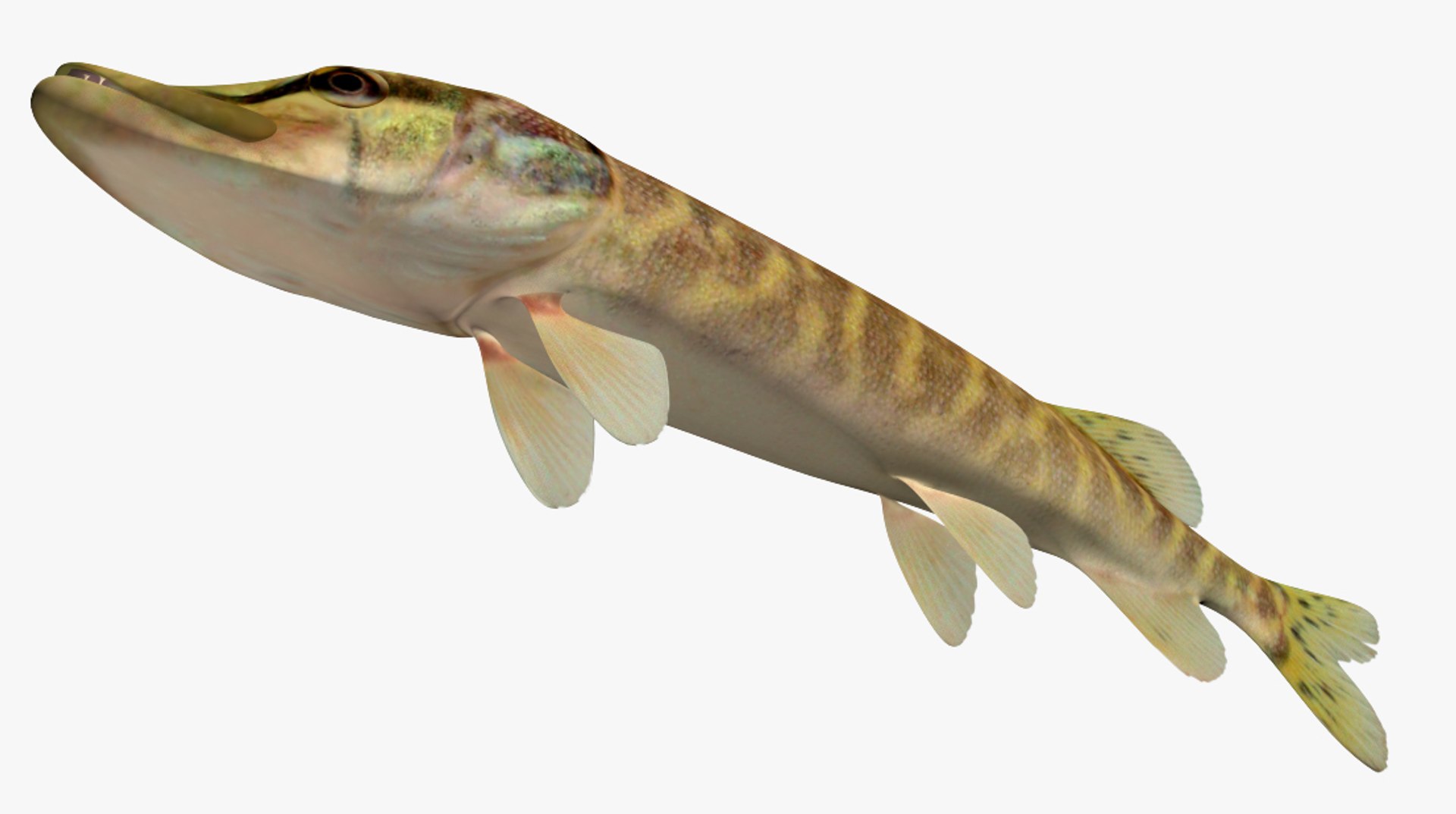 Esox Lucius Northern Pike 3D Model - TurboSquid 1327337 Esox Lucius Northern Pike 3D Model - TurboSquid 1327337