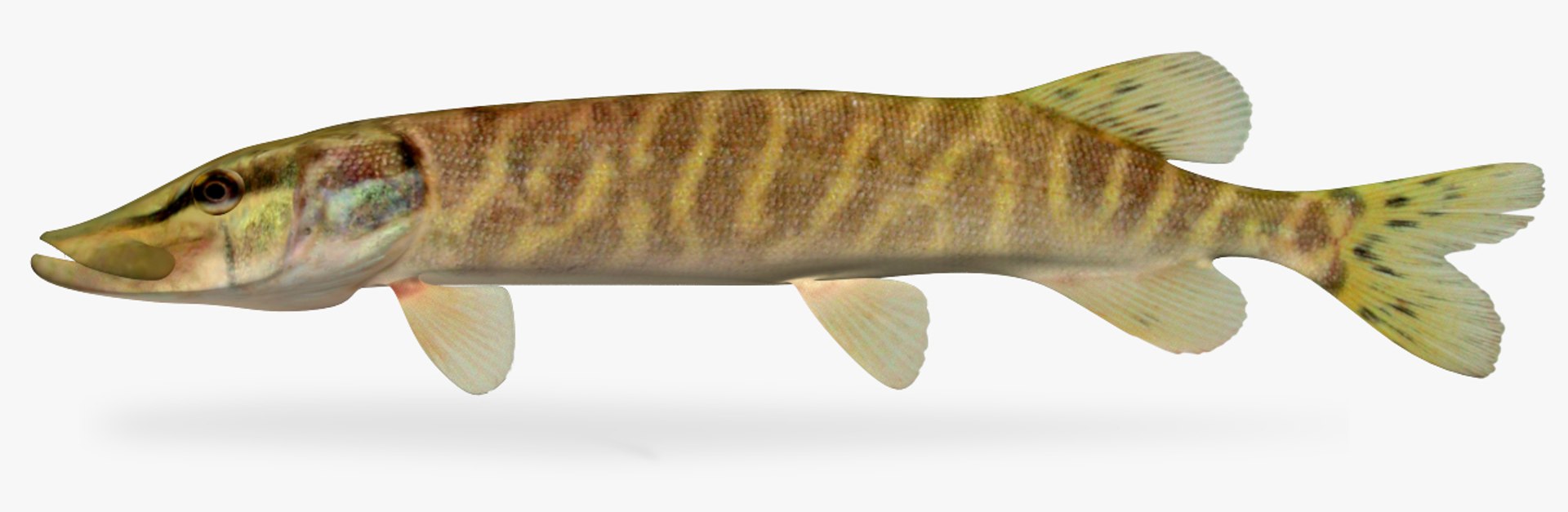 Esox Lucius Northern Pike 3D Model - TurboSquid 1327337 Esox Lucius Northern Pike 3D Model - TurboSquid 1327337
