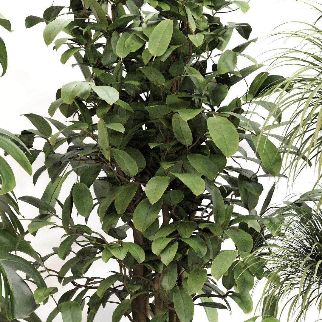 3D Indoor Plant Set 0113 https://p.turbosquid.com/ts-thumb/SC/2rt7lb/HJ/31/jpg/1727099777/1920x1080/fit_q87/8c102c6e434df0b1b3804090a7315585cfa45da9/31.jpg