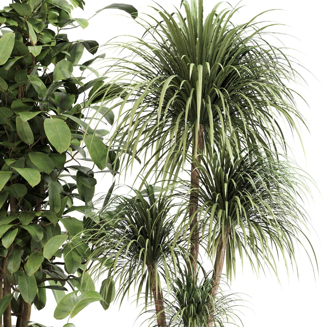 3D Indoor Plant Set 0113 https://p.turbosquid.com/ts-thumb/SC/2rt7lb/I3/41/jpg/1727099784/1920x1080/fit_q87/9f692be53892175a8811c8b925645130d5c188c6/41.jpg
