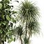 Conjunto de plantas de interior 0113