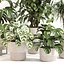 Conjunto de plantas de interior 0113