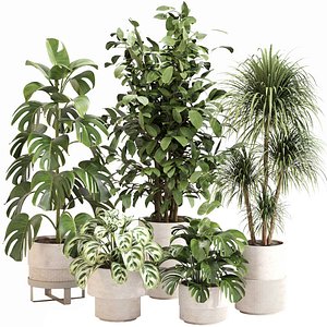 3D Indoor Plant Set 0113