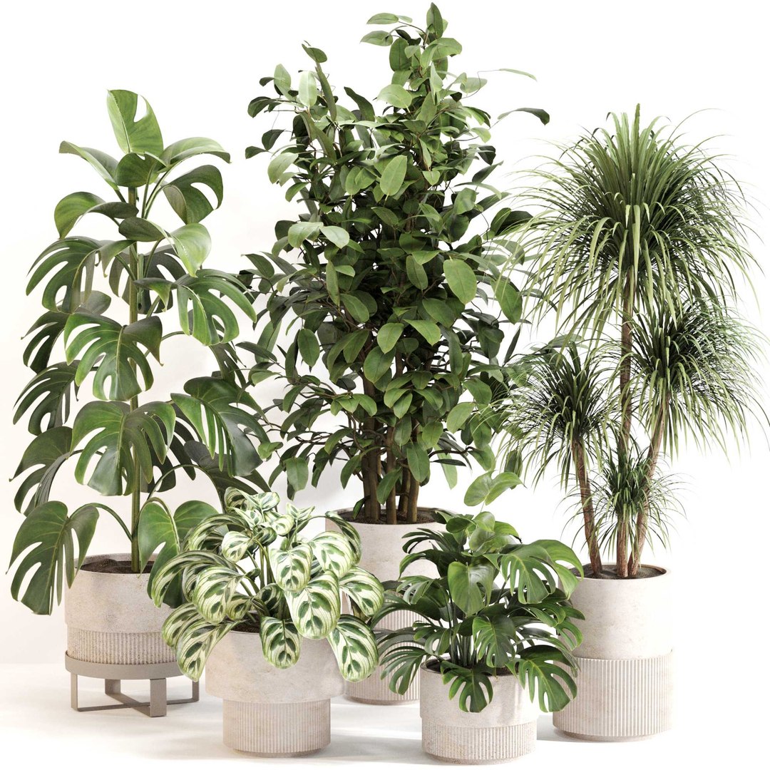 3D Indoor Plant Set 0113 https://p.turbosquid.com/ts-thumb/SC/2rt7lb/ex/11/jpg/1727100645/1920x1080/fit_q87/2d1faa2e0b0a80f9ff40b35e92869cab597a4129/11.jpg