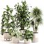 Conjunto de plantas de interior 0113