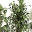Conjunto de plantas de interior 0113