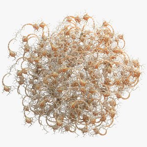 Neuron Human