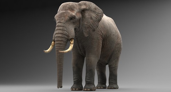 3d realistic elephant model