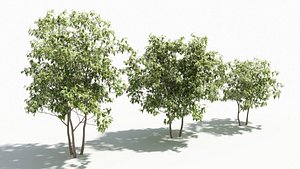 3D Acer negundo tree2