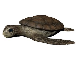 turtle animal reptile 3D model