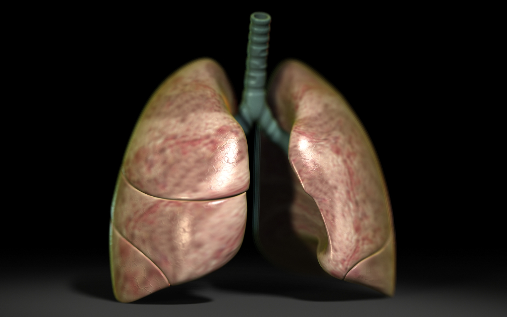 3D Lungs Scanline - TurboSquid 1993471