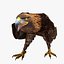 maya aquila chrysaetos golden eagle