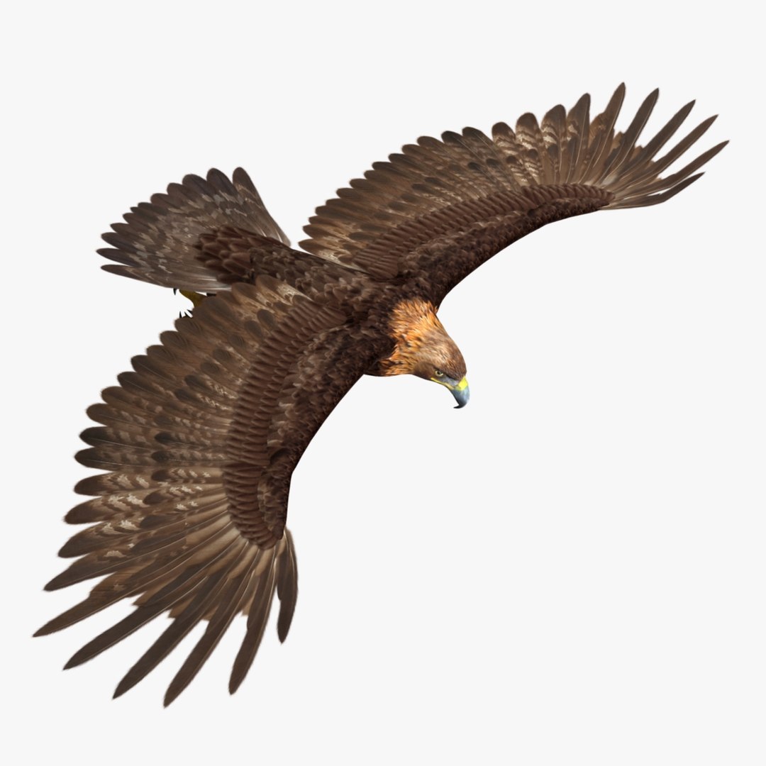 Maya Aquila Chrysaetos Golden Eagle