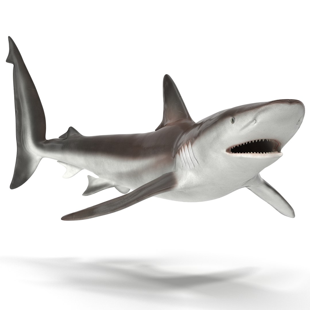 Whaler Shark Rigged 3D Model 3D model preview